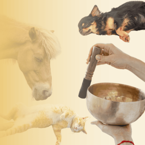 Curso - Sonoterapia con Cuencos para Animales